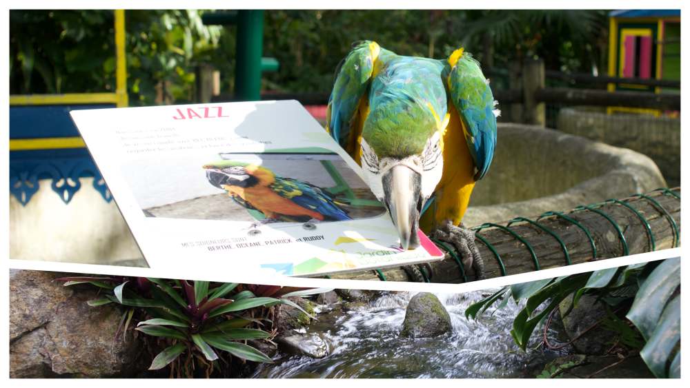 Le perroquet JAZZ au jardin botanique de Deshaies en Guadeloupe